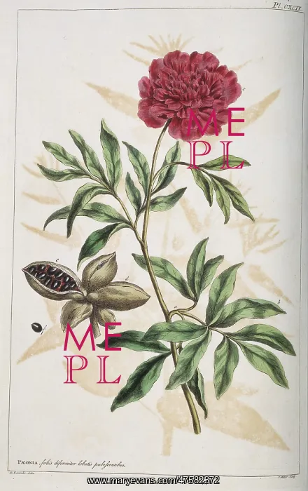 : Paeonia sp. peony : Paeonia sp. peony