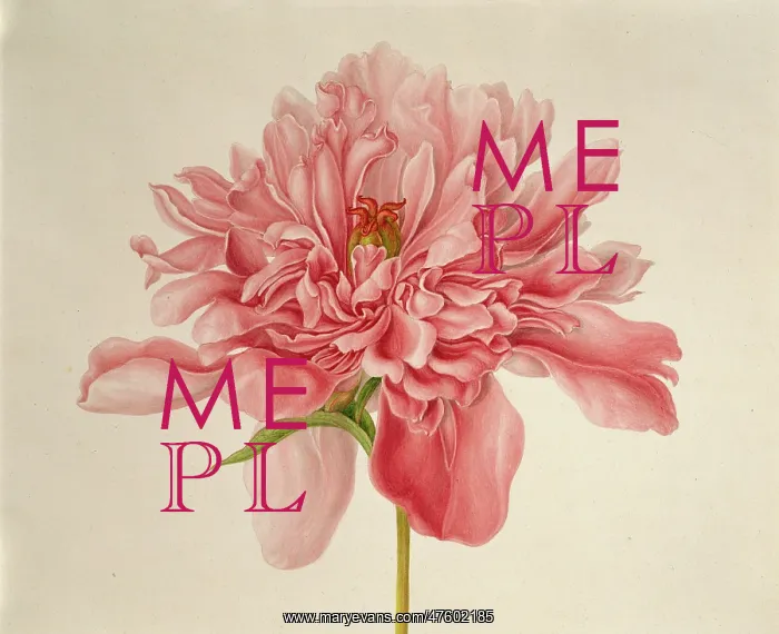 : Paeonia sp. peony : Paeonia sp. peony