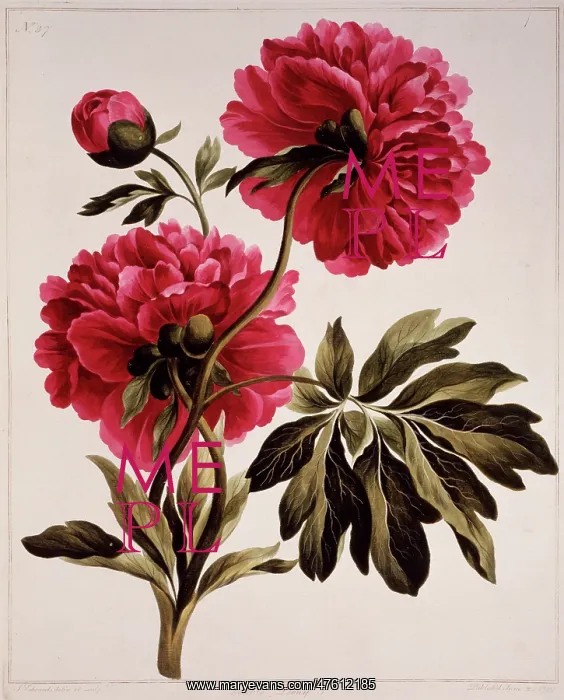 : Paeonia sp, peony : Paeonia sp, peony
