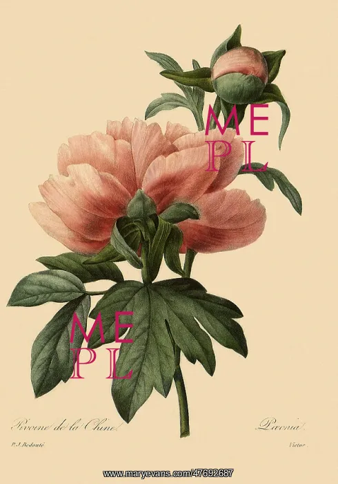 : Paeonia suffruticosa : Paeonia suffruticosa