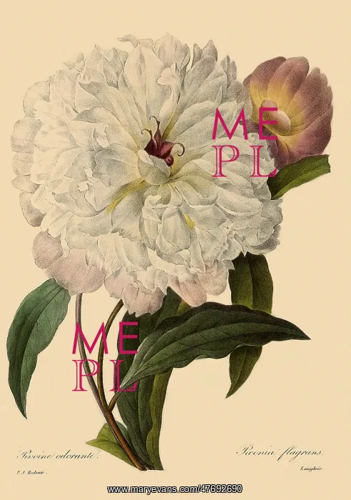 : Paeonia suffruticosa : Paeonia suffruticosa