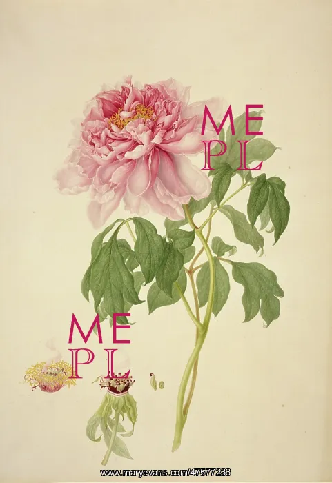 : Paeonia suffruticosa, tree peony : Paeonia suffruticosa, tree peony
