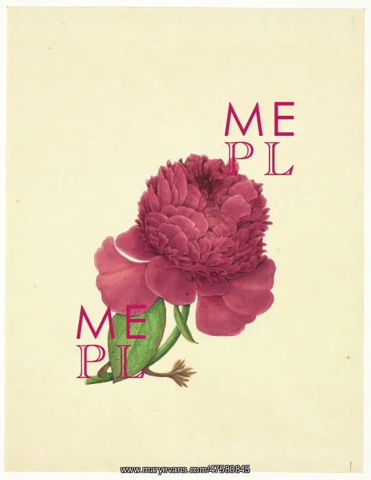 : Paeonia suffruticosa, tree peony : Paeonia suffruticosa, tree peony
