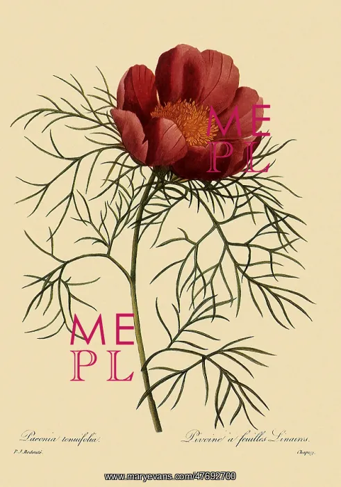 : Paeonia tenuifolia : Paeonia tenuifolia