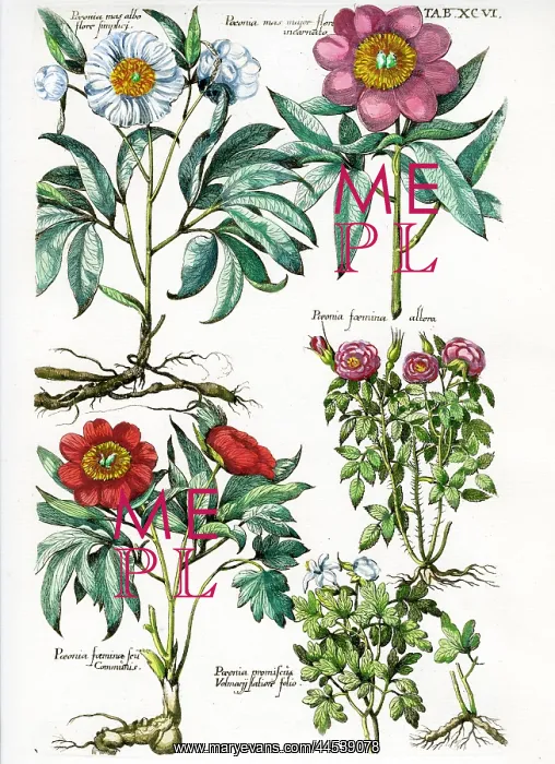  : Paeonies