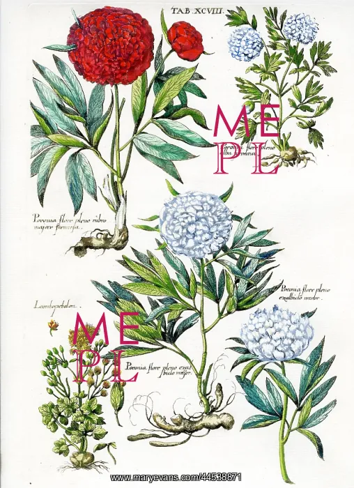  : Paeonies (Double)