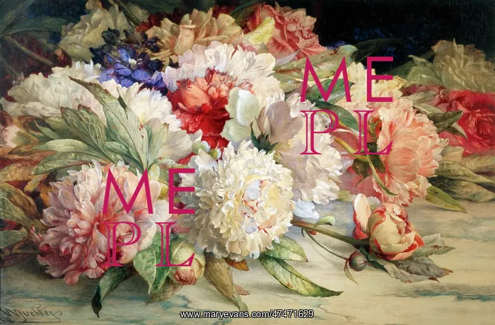 : Paeonies ' white and pink flowers : Paeonies ' white and pink flowers