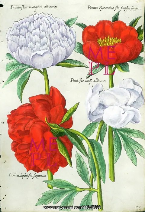  : Paeony