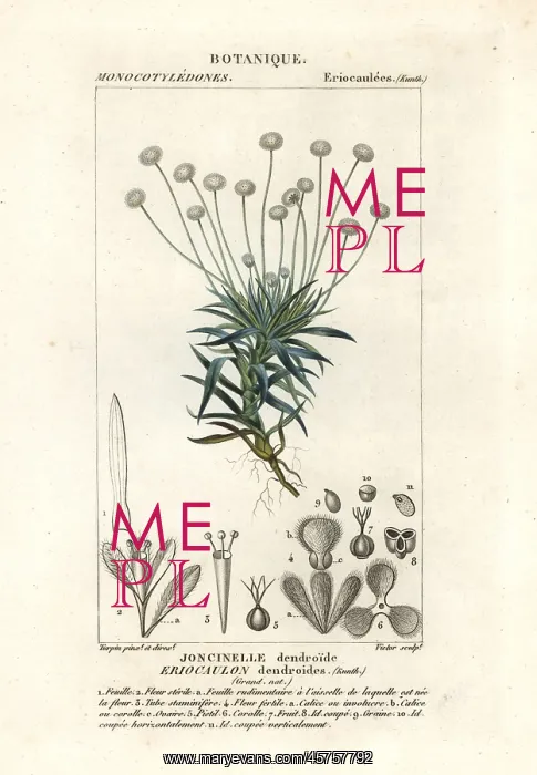 : Paepalanthus dendroides : Paepalanthus dendroides