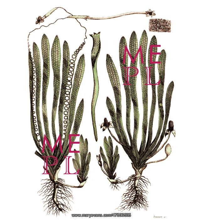 : Page from Darwin's Botanic Garden : Page from Darwin's Botanic Garden