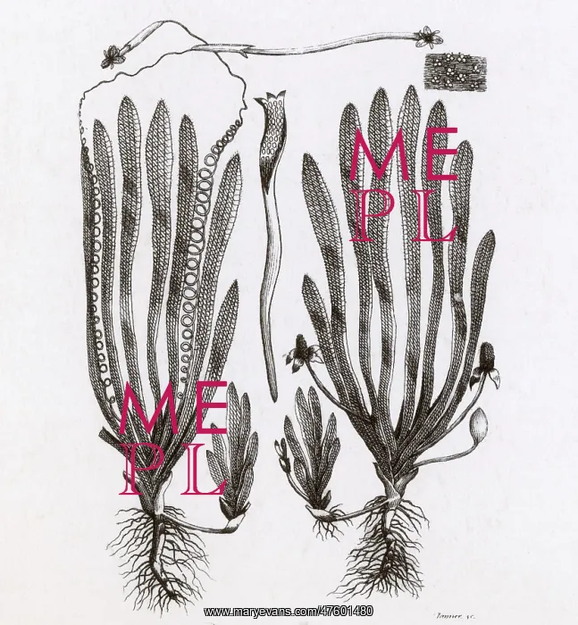: Page from Darwin's Botanic Garden : Page from Darwin's Botanic Garden