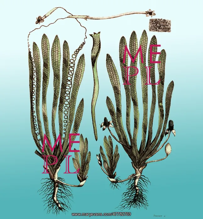 : Page from Darwin's Botanic Garden : Page from Darwin's Botanic Garden