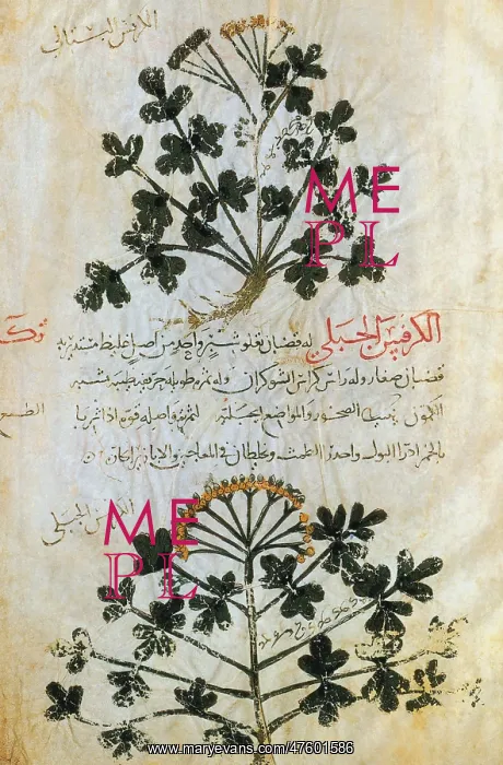 : Page from Dioscorides's De Materia Medica : Page from Dioscorides's De Materia Medica