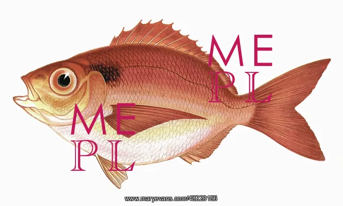 : Pagellus Curtus, or Short Sea Bream : Pagellus Curtus, or Short Sea Bream