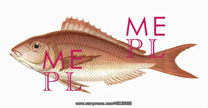 : Pagellus erythrinus, or Common Pandora : Pagellus erythrinus, or Common Pandora