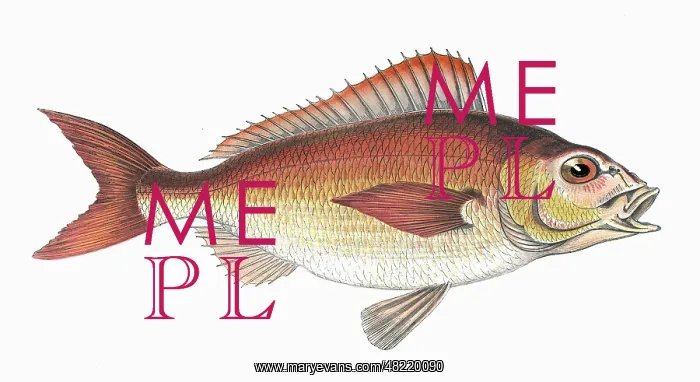 : Pagellus Owenii, or Spanish Bream : Pagellus Owenii, or Spanish Bream
