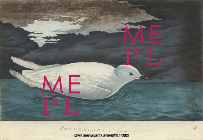 : Pagodroma nivea, snow petrel : Pagodroma nivea, snow petrel