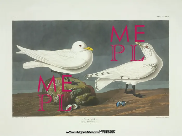 : Pagophila eburnea, ivory gull : Pagophila eburnea, ivory gull