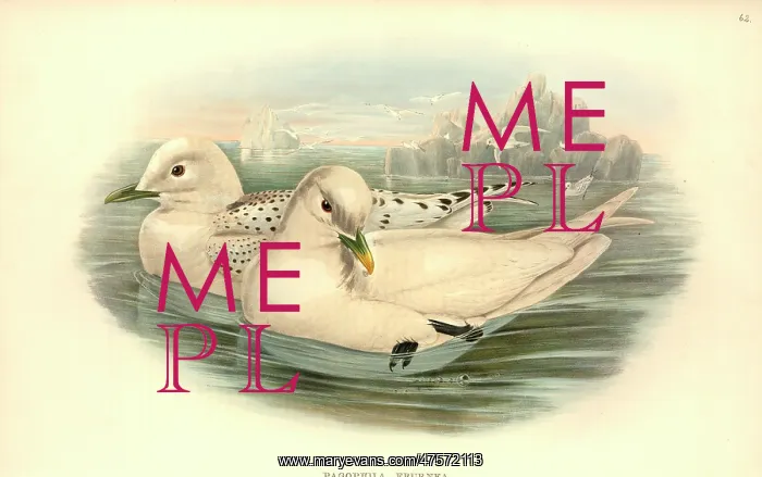 : Pagophila eburnea, ivory gull : Pagophila eburnea, ivory gull