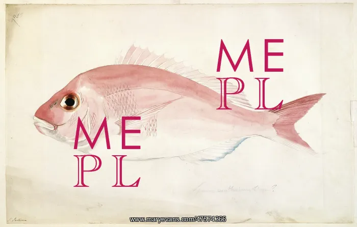 : Pagrosomus auratus, snapper : Pagrosomus auratus, snapper