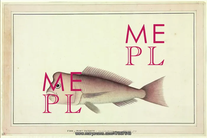 : Pagrus auratus, red snapper : Pagrus auratus, red snapper