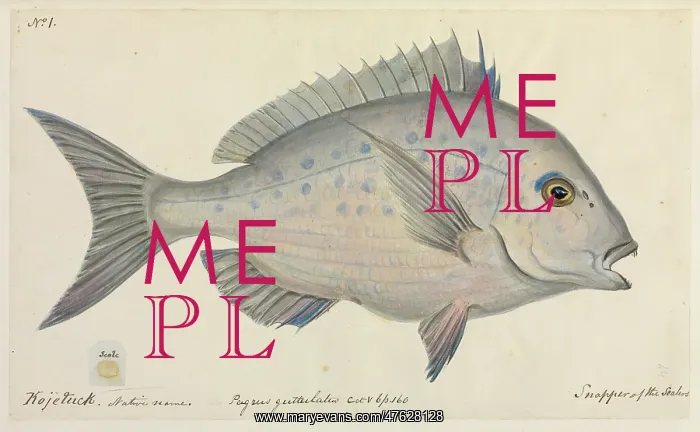: Pagrus guttulatus : Pagrus guttulatus