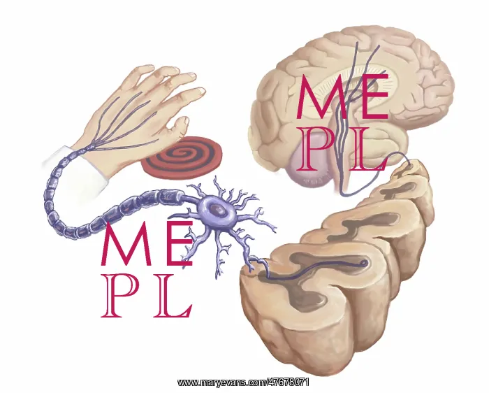 : Pain Reflex, Nerve Circuits, Illustration : Pain Reflex, Nerve Circuits, Illustration