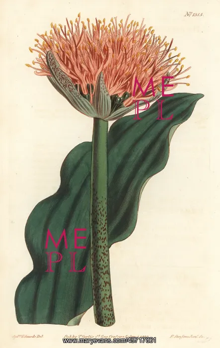 : Paintbrush lily, Scadoxus puniceus : Paintbrush lily, Scadoxus puniceus