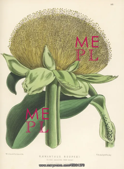 : Paintbrush lily, Scadoxus puniceus : Paintbrush lily, Scadoxus puniceus