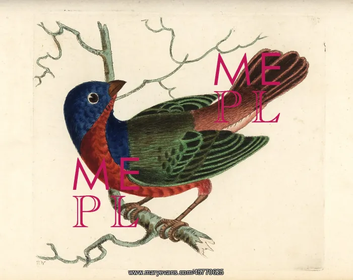 : Painted bunting, Passerina ciris : Painted bunting, Passerina ciris