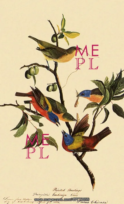  : Painted Bunting, Passerina ciris
