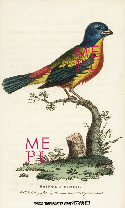 : Painted bunting, Passerina ciris, male : Painted bunting, Passerina ciris, male
