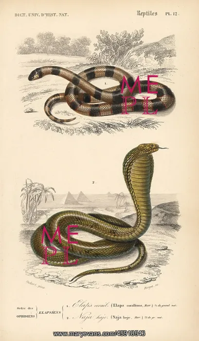 : Painted coral snake and Egyptian cobra : Painted coral snake and Egyptian cobra