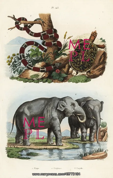 : Painted coral snake, Indian elephant and box turtle : Painted coral snake, Indian elephant and box turtle