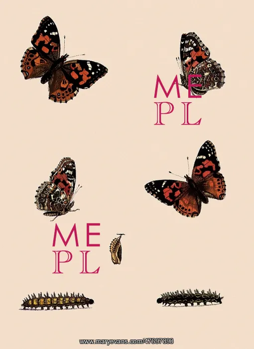 : Painted Lady : Painted Lady