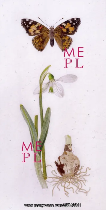 : Painted Lady butterfly and snowdrop : Painted Lady butterfly and snowdrop
