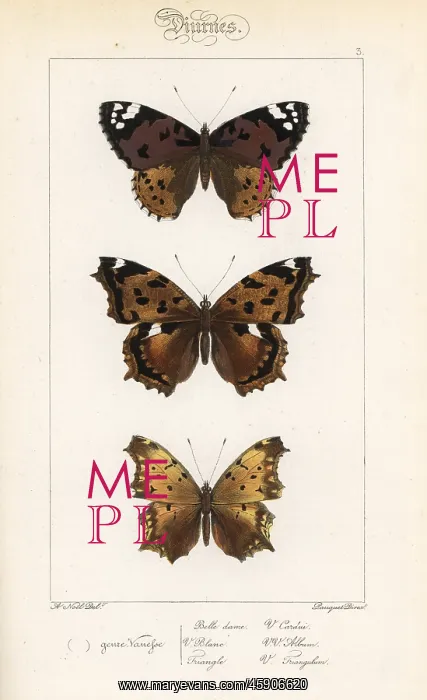 : Painted lady, false comma, and comma butterfly variety : Painted lady, false comma, and comma butterfly variety