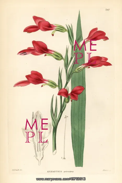 : Painted lady gladiolus, Gladiolus splendens : Painted lady gladiolus, Gladiolus splendens