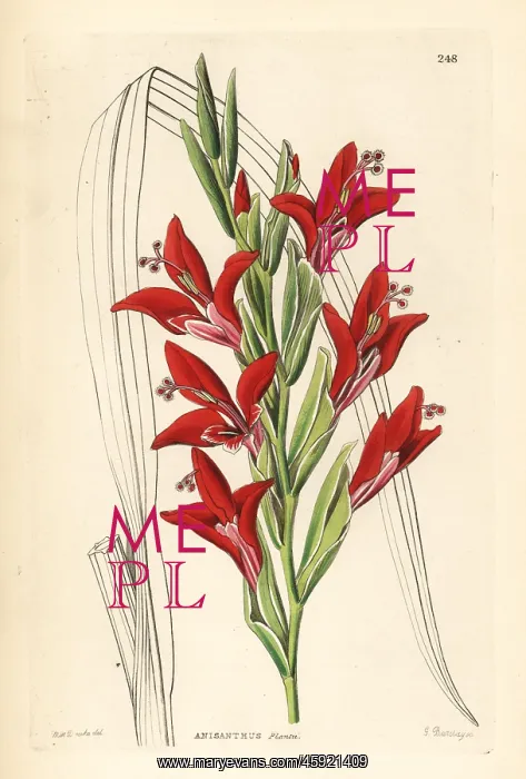 : Painted lady gladiolus, Gladiolus splendens : Painted lady gladiolus, Gladiolus splendens