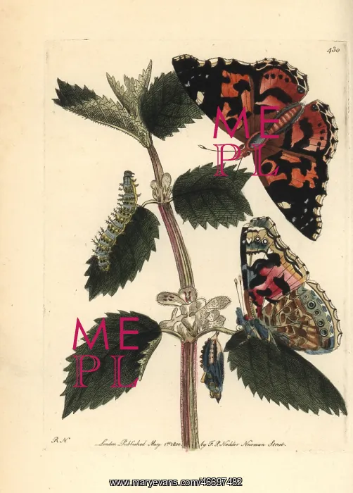: Painted lady, Vanessa cardui : Painted lady, Vanessa cardui
