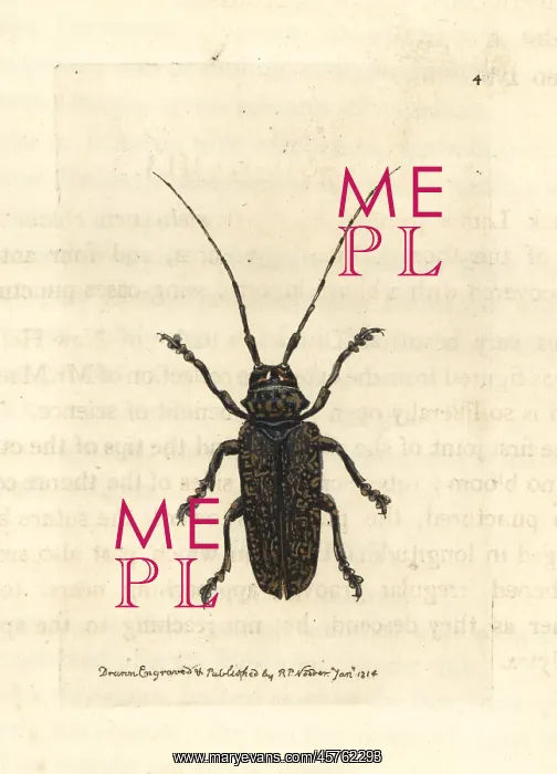 : Painted lamia beetle, Lamia picta : Painted lamia beetle, Lamia picta