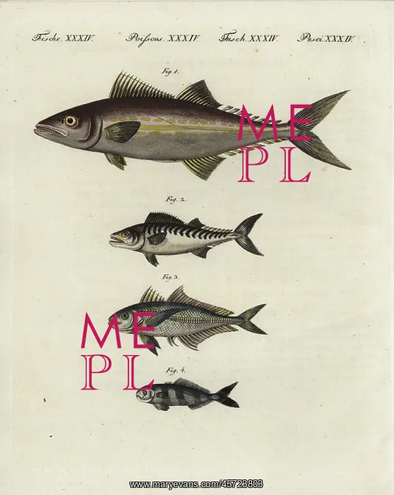 : Painted mackerel, bonito, bigeye scad and pilotfish : Painted mackerel, bonito, bigeye scad and pilotfish