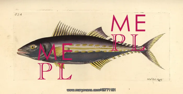 : Painted mackerel, Scomberomorus regalis : Painted mackerel, Scomberomorus regalis