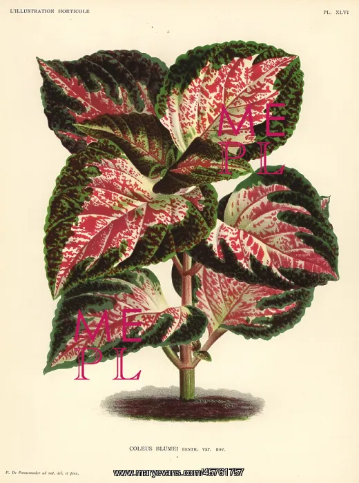 : Painted nettle, Plectranthus scutellarioides : Painted nettle, Plectranthus scutellarioides