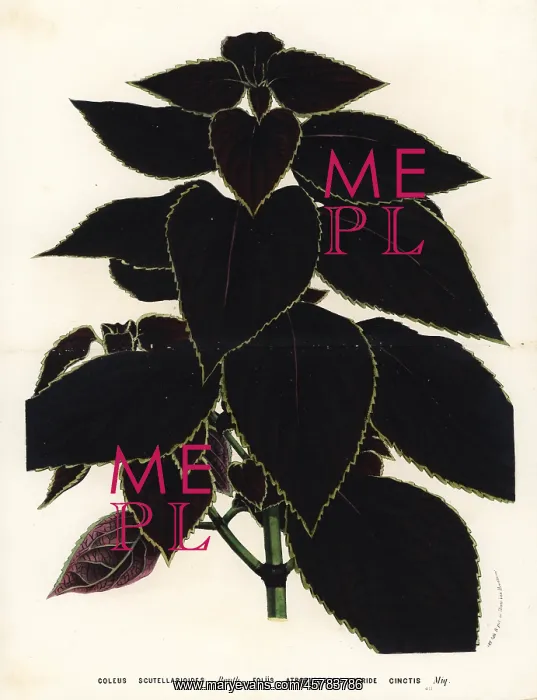 : Painted nettle, Plectranthus scutellarioides : Painted nettle, Plectranthus scutellarioides