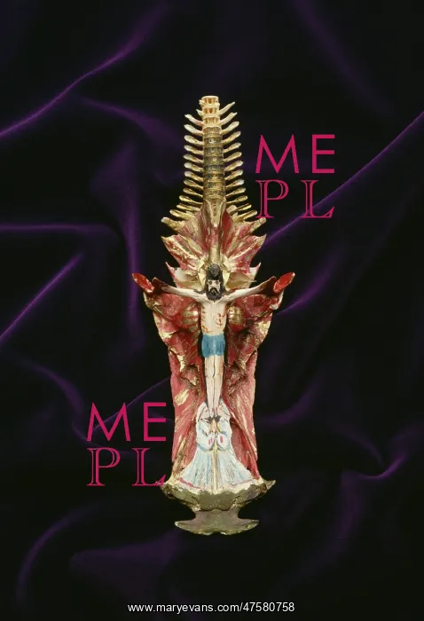 : Painted skull of Arius sp. crucifix fish : Painted skull of Arius sp. crucifix fish