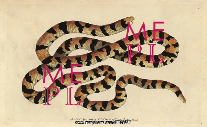 : Painted snake, false coral snake or pipe snake