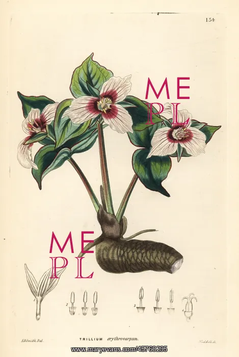 : Painted trillium, Trillium undulatum : Painted trillium, Trillium undulatum