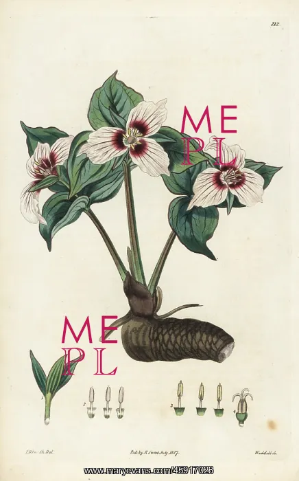 : Painted trillium, Trillium undulatum : Painted trillium, Trillium undulatum