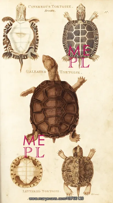 : Painted turtle, African helmeted turtle and pond slider : Painted turtle, African helmeted turtle and pond slider